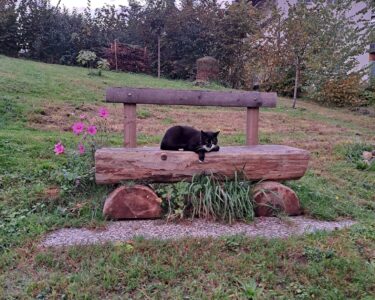 Winkelhalden-Kater Abdi auf der Holzbank