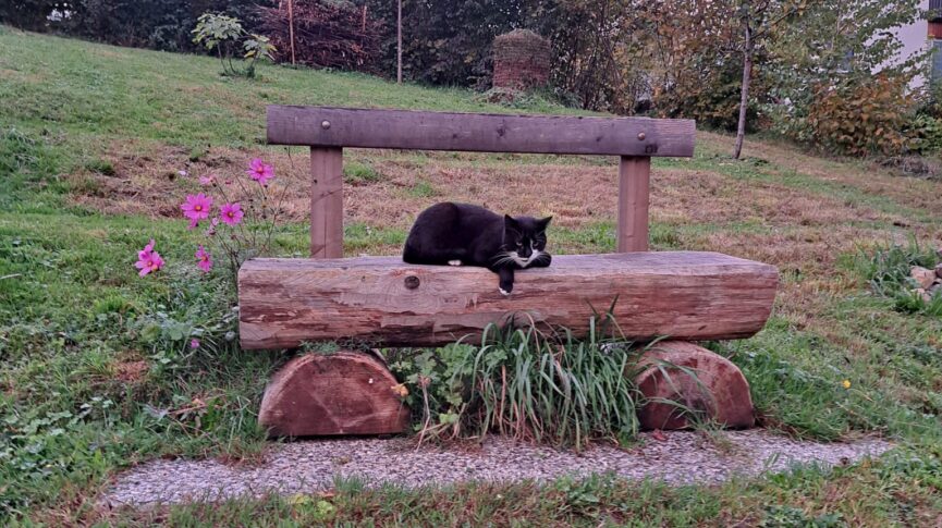 Winkelhalden-Kater Abdi auf der Holzbank