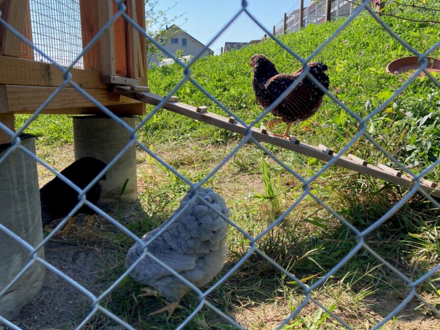 Das Bild zeigt drei der sechs Hühner, die seit September 2023 in der Siedlung Winkelhalden leben.