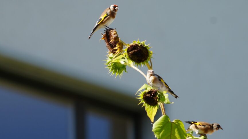 Das Foto zeigt drei Distelfinken, die auf einem Sonnenblumenast sitzen.